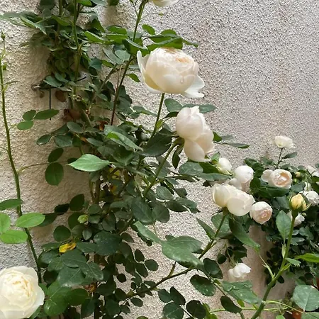 شقة Via Braschi Sessantotto