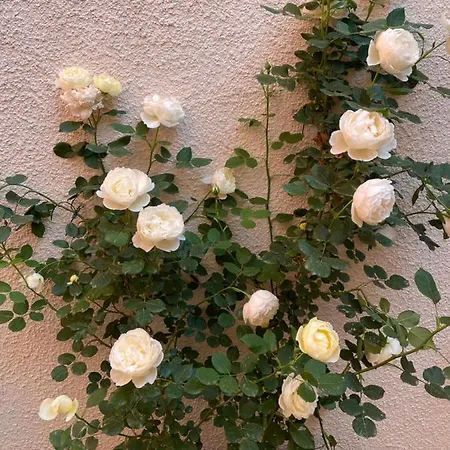 شقة Via Braschi Sessantotto تشيزينا