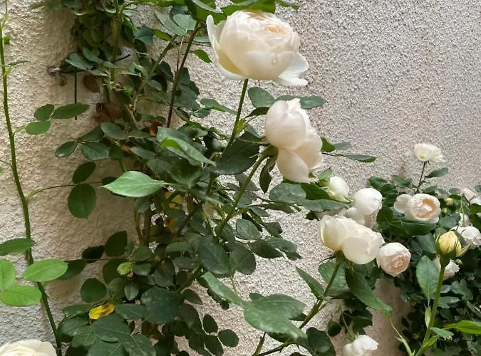 شقة Via Braschi Sessantotto