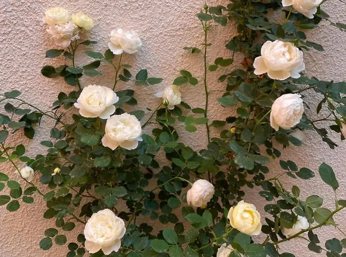 شقة Via Braschi Sessantotto تشيزينا